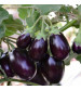 Brinjal IVBJH-341 10 grams